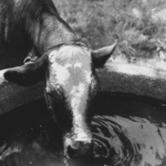 Έργα υποδομών και ενίσχυσης της κτηνοτροφίας