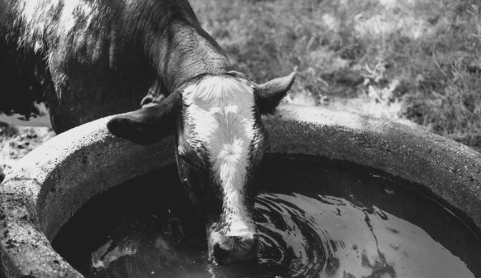 Έργα υποδομών και ενίσχυσης της κτηνοτροφίας