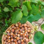 Οι φουντουκιές