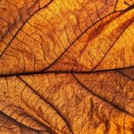 Η ΠΩΛΗΣΗ ΤΟΥ ΚΑΠΝΟΥ