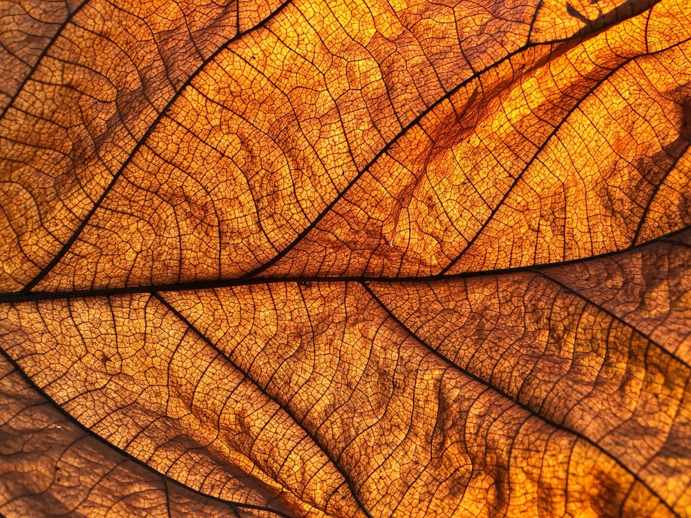 Η ΠΩΛΗΣΗ ΤΟΥ ΚΑΠΝΟΥ