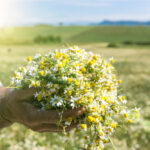 Τα βότανα του χωριού