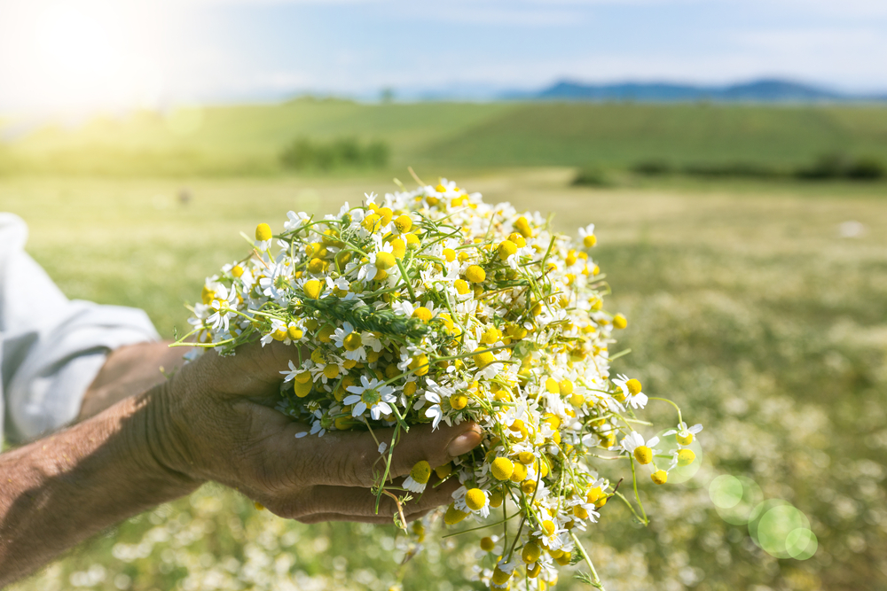 Τα βότανα του χωριού