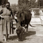 Η Νομαρχία Ξάνθης διαθέτει δωρεάν ζωοτροφές